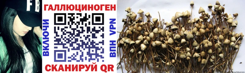 закладки  Котовск  Галлюциногенные грибы Magic Shrooms 